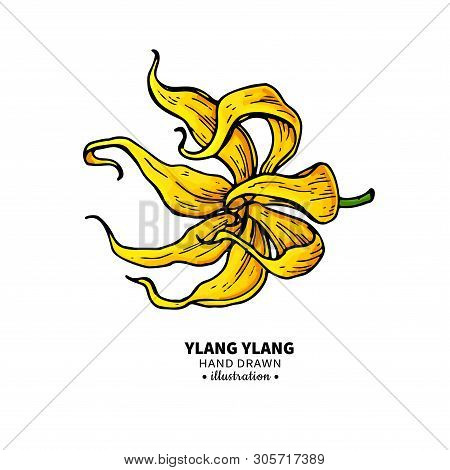 Ylang Ylang Vector Drawing. Isolated Vintage Illustration Of Medical Flower.