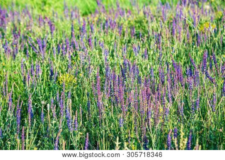 Fresh Purple Flowers Of Sage Or Salvia Divinorum In Steppe