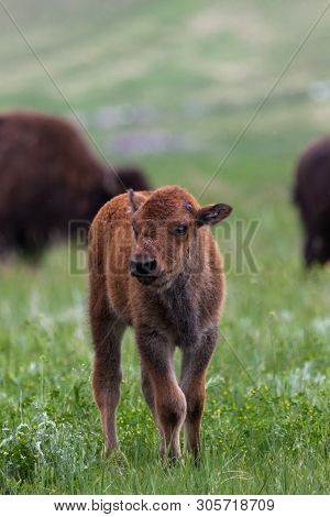 A Baby Bison Or Buffalo Curiously Checks Out Its Visitors As Mom And Dad Graze In The Background.