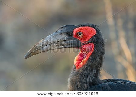 Close-up Of A Southern Ground Hornbill, Bucorvus Leadbeateri, In The Limpopo Province Of South Afric