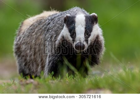 Portrait Of European Badger Outdoors. Badger Is Looking At The Camera.