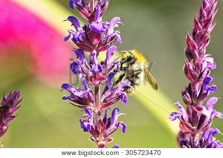Close Up Of A Wild Bee On The Blossom Of A Salvia Nemorosa