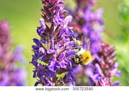 Close Up Of A Wild Bee On The Blossom Of A Salvia Nemorosa