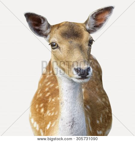 Sika Deer (cervus Nippon) Also Known As The Spotted Deer Or The Japanese Deer. Close Up. Isolated