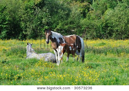 ein junges Fohlen Milch von mare