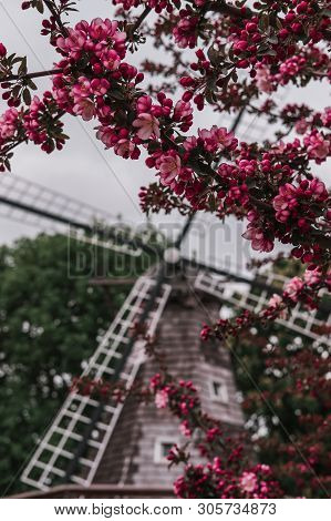 Branches Of A Pink Blooming Crabapple Tree In Front Of Blurred Dutch Windmill Blades With An Overcas