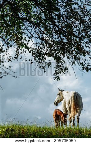 Foal And Mare Horses White And Brown In The Meadow