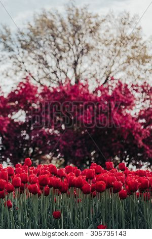 A Row Of Red Tulips In Front Of A Blurred Purple Crabapple Tree In The Background. Blooming Tulips A