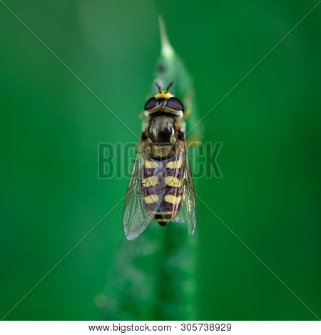 Hoverflies Sits On A Leaf, Syrphidae, Arthropoda, Insecta, Diptera