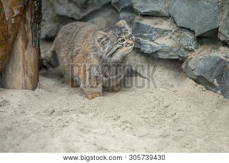 Pallas Cat (otocolobus Manul), Also Known As The Manul