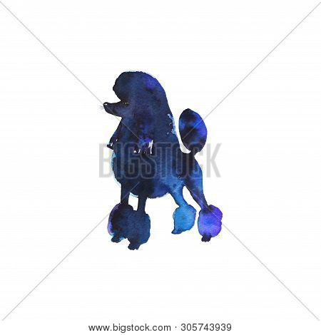 Watercolor Black Poodle. Hand Drawn Realistic Dogportrait On White Background. Painting Animal Illus