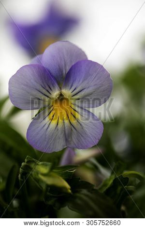 Viola Tricolor Flower Johnny Run Up Violaceae Family Macro Background High Quality Prints
