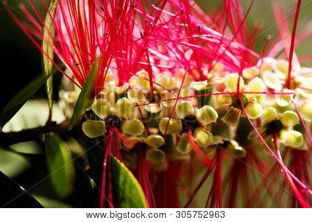 Calistemon Flower Macro Flower Background High Quality Prints