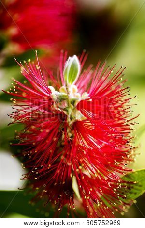 Calistemon Flower Macro Flower Background High Quality Prints