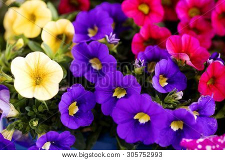 Viola Tricolor Flower Johnny Run Up Violaceae Family Macro Background High Quality Prints