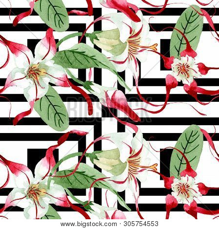 Red White Strophantus Floral Flowers. Watercolor Background Illustration Set. Seamless Background Pa