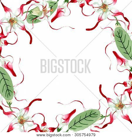 Red White Strophantus Botanical Flowers. Wild Spring Leaf Wildflower. Watercolour Drawing Fashion Aq