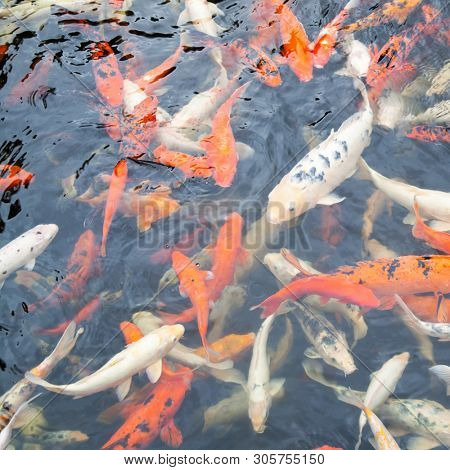 Koi - Japanese carp fishes of different colors in the pond