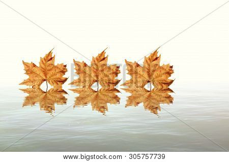 Brown And Red Leaves In Sea Reflection