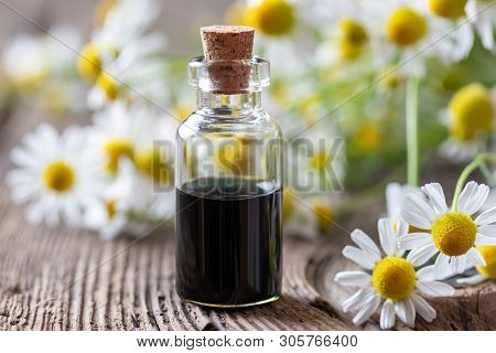 A Bottle Of Dark Blue German Chamomile Essential Oil And Fresh Flowers