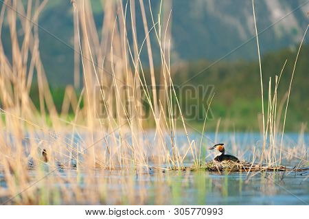 Great Crested Grebe Sitting On Eggs In Nest. Podiceps Cristatus. Wildlife Photography With Blurred M