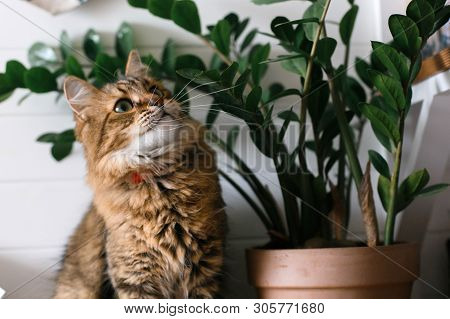 Maine Coon With Green Eyes Looking With Funny Emotions At Zamioculcas Leaves. Cute Cat Sitting Under