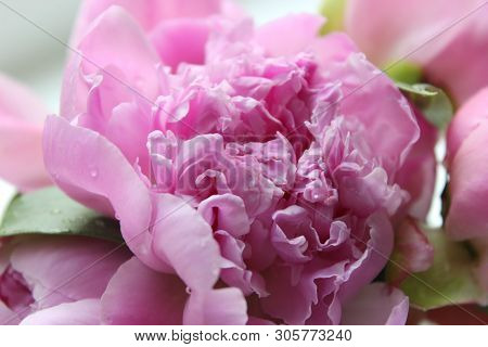 Pink Peonies.big Charming Fresh Flower Pion On A Dark Gray Stone Table.copy Space.