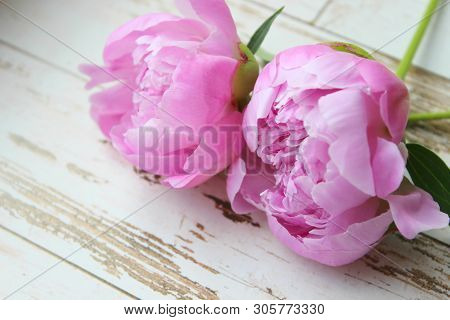 Pink Peonies.big Charming Fresh Flower Pion On A Dark Gray Stone Table.copy Space.