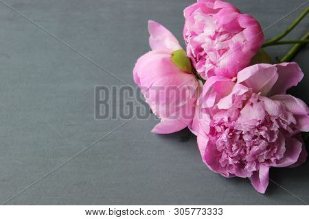 Pink Peonies.big Charming Fresh Flower Pion On A Dark Gray Stone Table.copy Space.