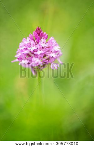 pyramidal orchid, Anacamptis pyramidalis. A beautiful violet wild flower found on meadows, in grassland, sand dunes. A delicate and fragile spring wildflower