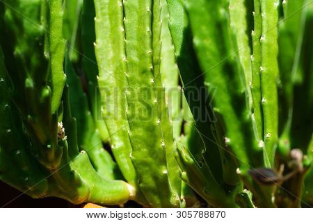 Green Natural Plant Background - Juicy Stems Of Succulent Stapelia Grandiflora Or Gettleffii
