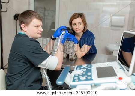 Vets Do An Ultrasound Scan Of The Dog's Injured Eye In A Veterinary. Animal Health Care Concept.