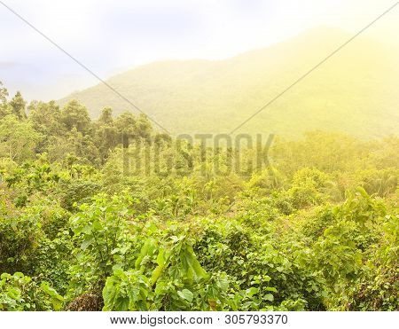 The Ponorama Of Tropical Forest In China Background.