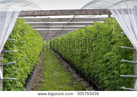 Plantatnion Of Green Raspeberry Plants In Half Opened Greenhouse
