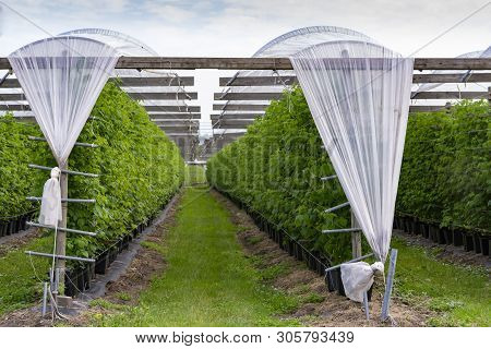 Plantatnion Of Green Raspeberry Plants In Half Opened Greenhouse