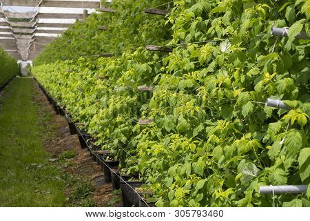 Plantatnion Of Green Raspeberry Plants In Half Opened Greenhouse