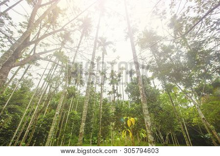 The Ponorama Of Tropical Forest In China Background.