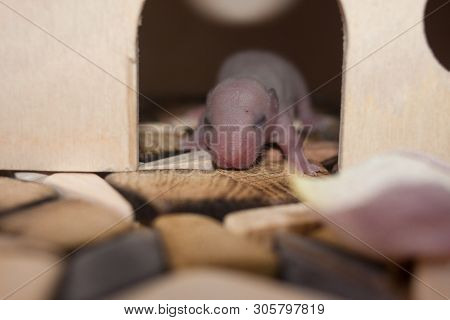 The Concept Of Infirmity. The Newborn Rat Cub Had Not Yet Opened Its Eyes.