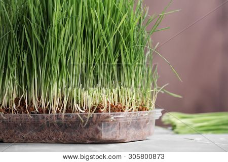 Container With Sprouted Wheat Grass On Table, Closeup. Space For Text