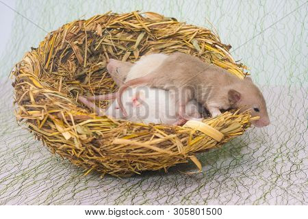 The Concept Of The Family Nest. Newborn Mice Lie In The Nest.