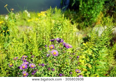 New England Asters (symphyotrichum Novae-angliae), Also Called The Michaelmas Daisy, Bloom Beside A 
