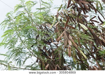Close Up Leucaena Glauca Tree In Nature Garden
