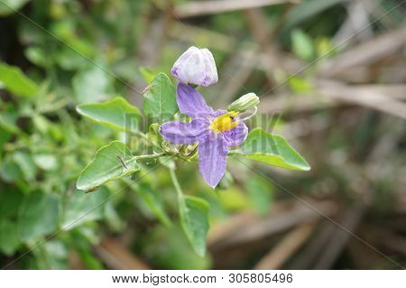 Close Up Solanum Trilobatum Flower In Nature Garden