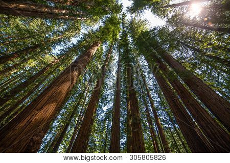 Looking Up Into The Tall Redwoods In Redwoods State Park California