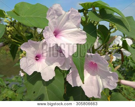 The Beautiful Purple Flower In The Yard