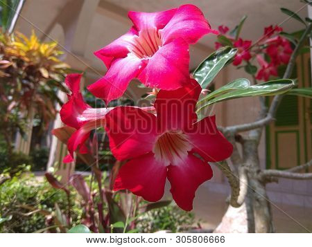 The Beautiful Pink Flower In The Yard