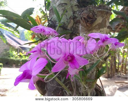 The Beautiful Purple Orchid Flower In The Yard
