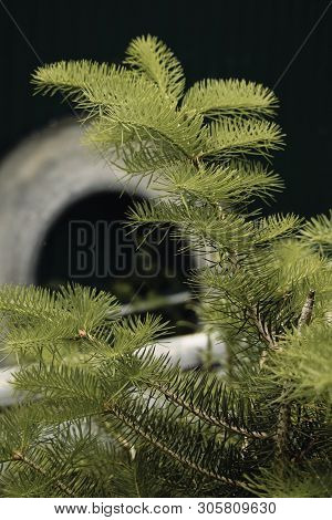 Morning Sunrays That Illuminated The Summer Forest. A Young Green Spruce.