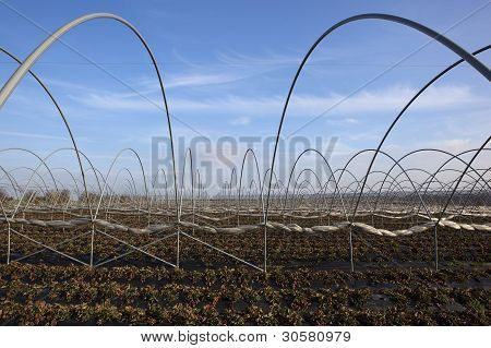 Strawberry Fields i vinter