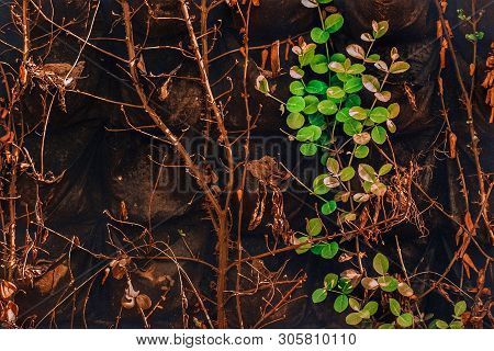 Branches Of Trees On The Wall, Garden With Beautiful Plants